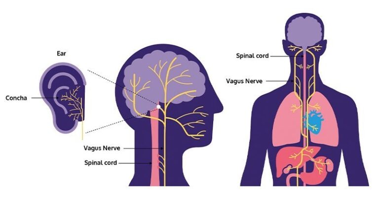 Cervical Instability and Vagus Nerve-Related Symptoms