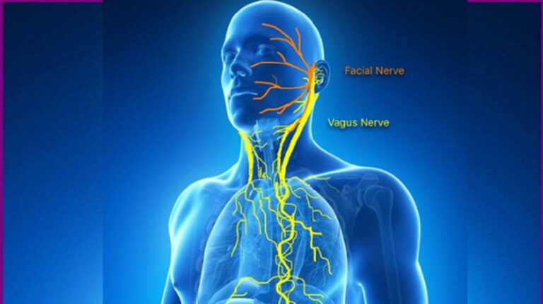 The role of the vagus nerve in the parasympathetic nervous system