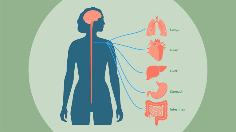 Harnessing the Power of the Vagus Nerve: A Revolutionary Approach to Medical Treatment